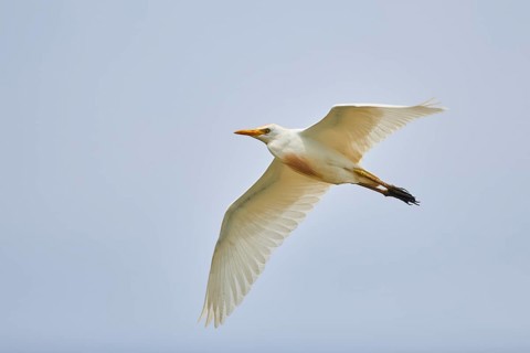 Cattle egret