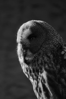 Great Grey Owl
