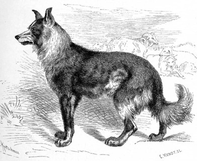 Dog