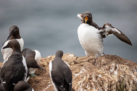 Common Guillemot