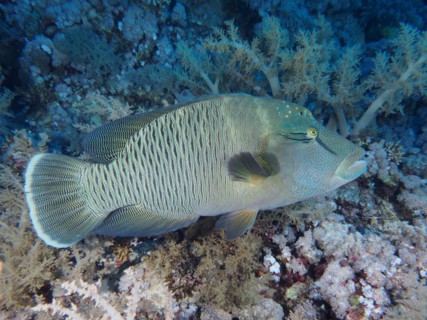 Humphead wrasse