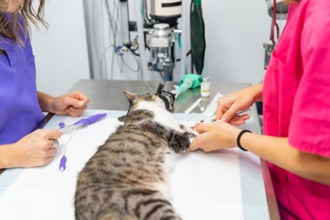 Veterinary clinic