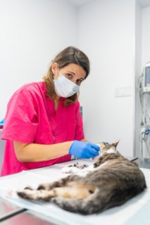 Veterinary clinic with a cat