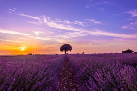 Lavender field at sunset with purple flowers
