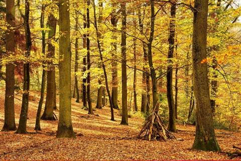 Colourful autumn landscape