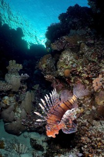Pacific red lionfish