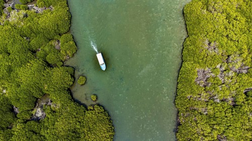 Aerial of the Mangrove forest