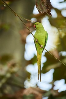 Monk parakeet