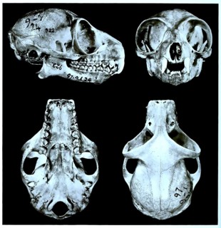 Skull bone