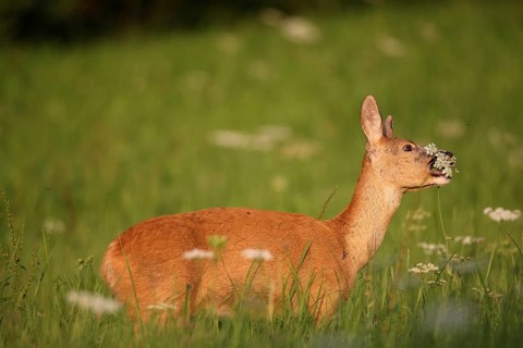 European roe deer