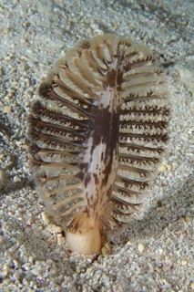 The dark sea feather