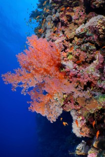Hemprich's Tree Coral
