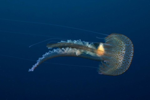 Mauve stinger