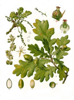 Medicinal plant