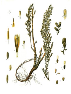 Medicinal plant