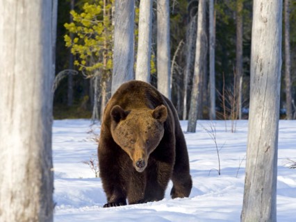European brown bear