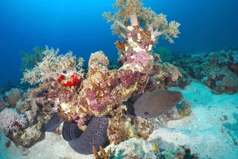 Giant Moray