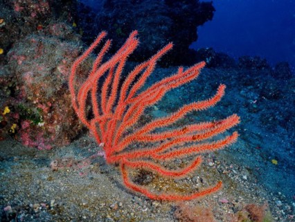 Red gorgonian