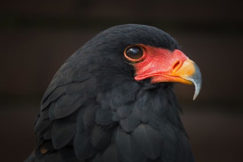 Bateleur
