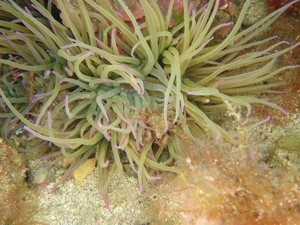 Long-legged ghost crab