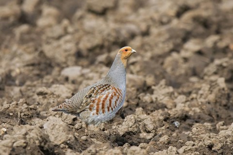 Grey partridge