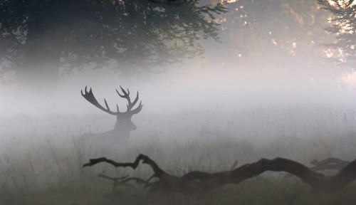 Red deer