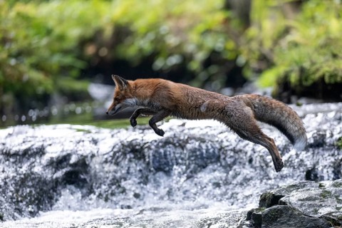 Red fox