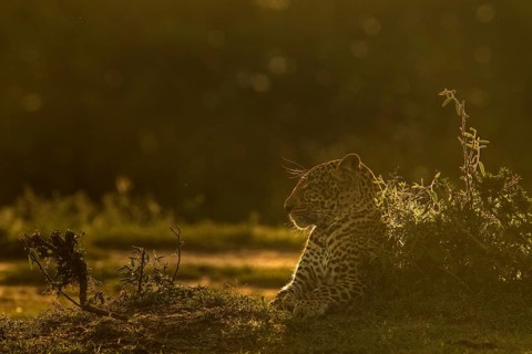 Backlit African leopard sitting on the ground in Masai Mara