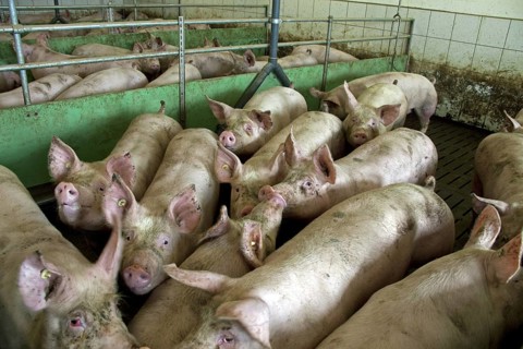 Domestic pigs