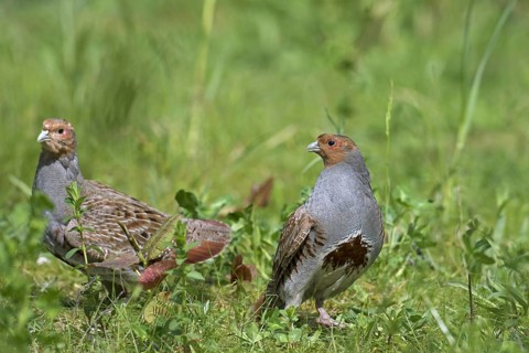 Two territorial male grey partridges