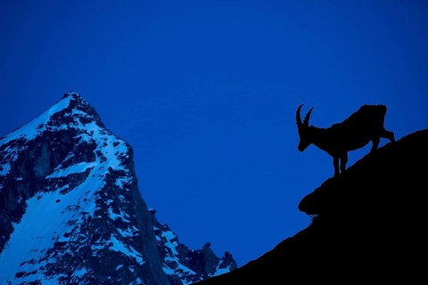Alpine ibex