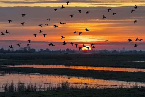 Flock of ducks silhouetted against sunset flying over field in winter in the Uitkerkse Polder nature reserve near Blankenberge