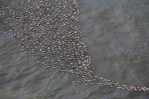Aerial view over flock of common eider