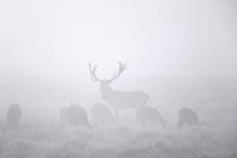 Red deer