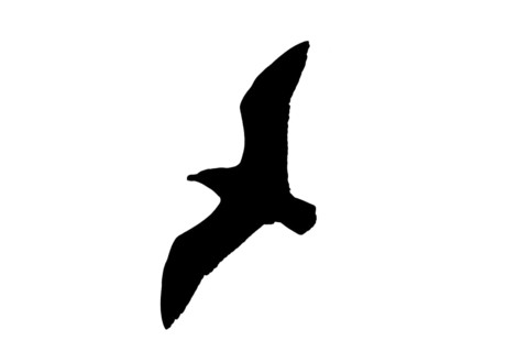 Silhouette of soaring great skua