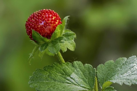 Mock strawberry