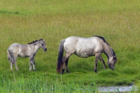 Konik horses