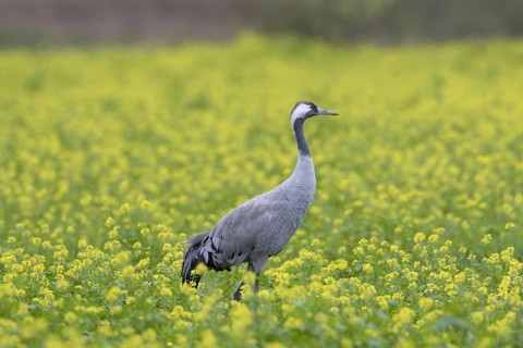 Common crane