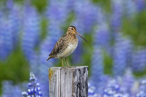 Common snipe