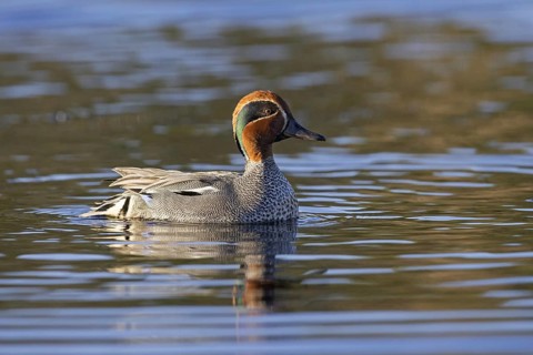 Eurasian teal