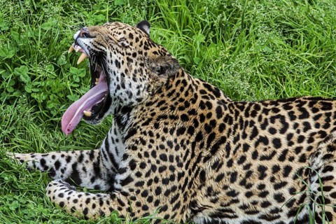 Panther