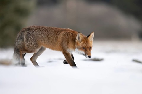 Red fox
