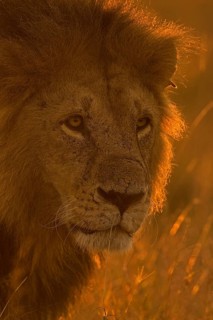 Head shot of a backlit African male lion