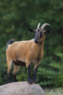 Domestic pygmy goat