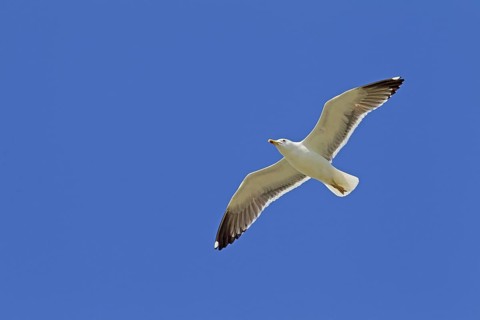 Lesser black-backed gull