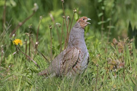 Grey partridge