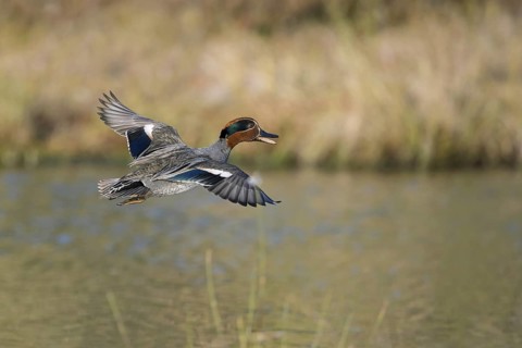 Eurasian teal