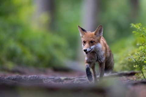 Red fox lured on a forest path with hare lament