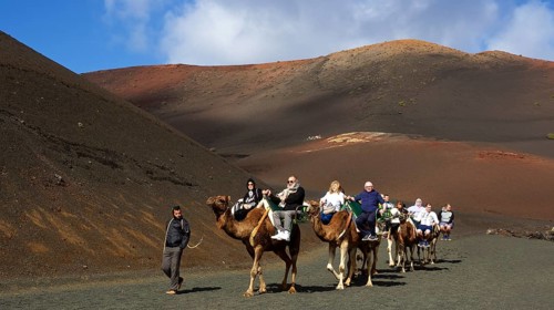 Camel safari