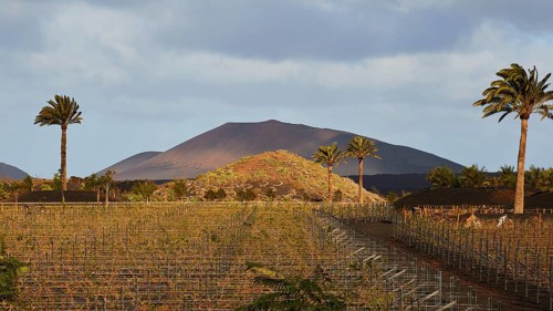 Vineyard